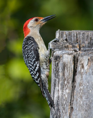 Red-headed Woodpecker
