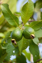 green guava in fruit garden