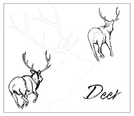 Hand drawn contours and silhouettes of running deer. Vector illustration animal.Design for paper, interiors, t-shirts, logos, brochure, banners and more.