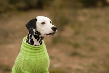 Beautiful Dalmatian dog in beautiful knitted clothes for green dogs on a walk in the Park in the spring. Concept: dog clothes, dog products, pet care.