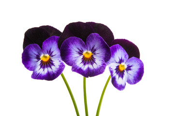 pansies isolated