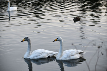 Obraz premium 白鳥の湖