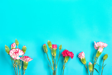 bouquet of different pink carnation flowers on blue colorful background