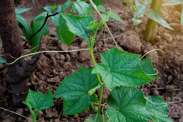 Growing cucumbers, vegetables that are sweet and juicy.