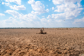 Fototapeta na wymiar Drought and summer season, Hot landscape. Close up image of cracked dry land.