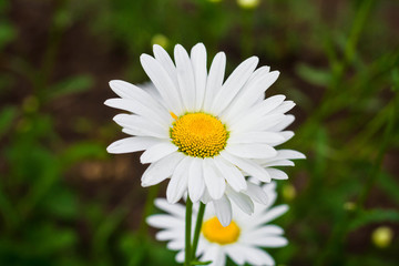 chamomile flowers close-up