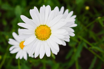 Obraz premium chamomile flowers close-up
