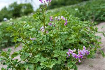 beautiful blooming flower of the potato in the potato field