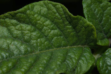 Sheet of potato. Macro mode. Green leaf.