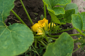 Courgette plant (Cucurbite pepo) with yellow fruits in the garden bed