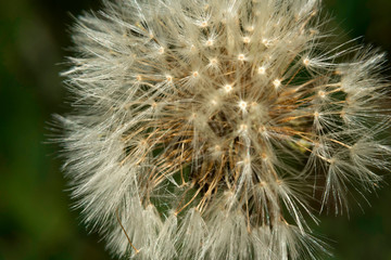 Fototapeta premium Overblown dandelion with seeds flying away with the wind