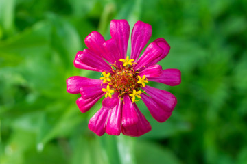 Obraz premium Cosmos Sulfur pink flower in the garden