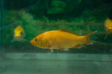 Yellow fish in aquarium
