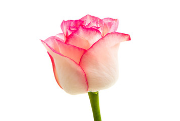 pink rose isolated