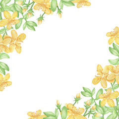 Postcard St. John's wort