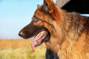 A wolf-type dog looks ahead.