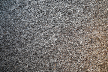 Fresh harvested Sunflower Seeds for background use.