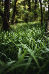 green grass in the forest
