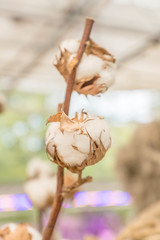bouquet of cotton branches. Dry flowers for interior decoration