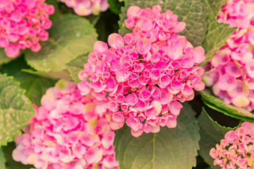 beautiful blooming pink hydrangea flowers background
