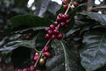 Fresh red coffee red cherry coffee bean in hands