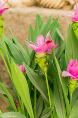 Siam tulip or Curcuma flower close up.