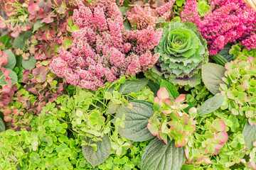 Autumn composition - Blossom Heather Calluna, cabbage, hydragenia. Top view, background