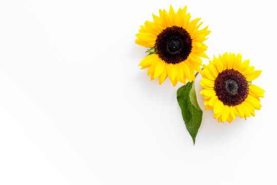 Sunflowers - two flowers with leaf - on white background top-down copy space