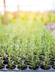 Organic Rosemary plant, how to grown rosemary, nursery plant, outdoor day light, selective focus