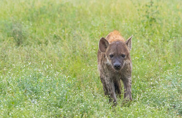 A spotted hyena isolated in the rain on a wet savanna in the Kruger National Park in South Africa image in horizontal format