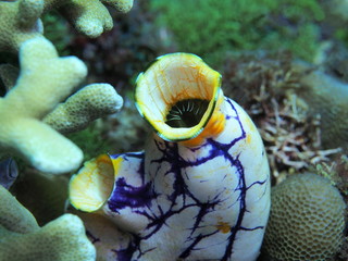 The amazing and mysterious underwater world of Indonesia, North Sulawesi, Manado, sea squirt