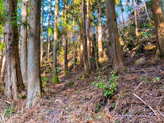 Obraz premium Mountain path in the back of a mountain in Japan.