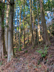 Obraz premium Mountain path in the back of a mountain in Japan.