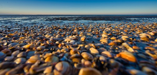 Obraz premium Dutch beach with shells and reflection at sunset Netherlands