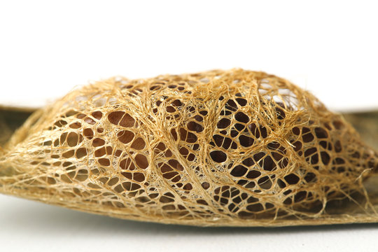 Kepongpong ulat sutra emas, Cricula Silkmoth (Cricula Trifenestrata) pupa, isolated on white background