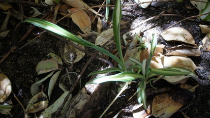 Dark green and white spider plant shaded