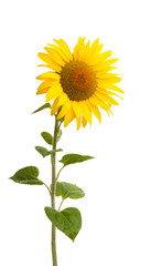 sunflower flower