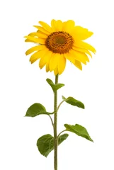 Rolgordijnen sunflower flower © ksena32