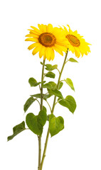 Fototapeta premium sunflower flower