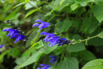 purple flowers beside the road ,Japan