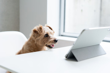 タブレットPCを見るノーフォークテリア犬