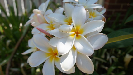 White and pink and yellow frangipani plumbago