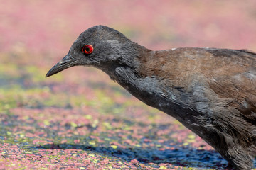 Spotless Crake in New Zealand