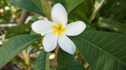 Obraz premium Frangipani plubago white flower green leaves