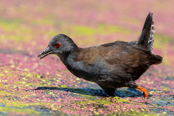 Spotless Crake in New Zealand