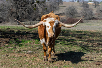 Brown and white Longhorn bull standing in pasture