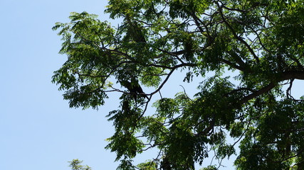 Green tree black bird blue sky