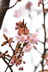 日立寒桜
