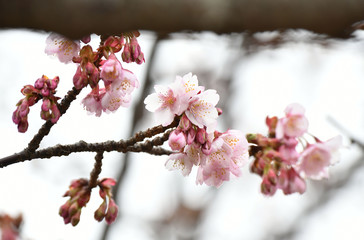 日立寒桜