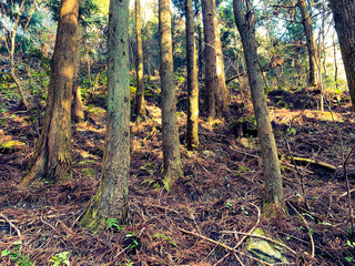 A forest in the mountains of Japan.